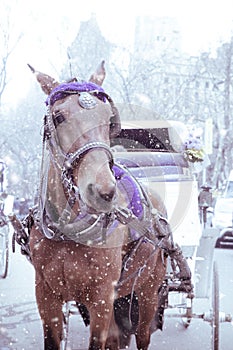 NYC Horse drawn carriage snowy day