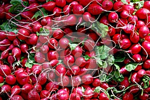 NYC: Radishes at Farmer's Market