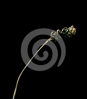 Nyctalopia. Dried dead flower isolated on black background. Sample of a flower in oriental style with pastel colors.