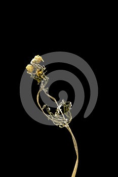 Nyctalopia. Dried dead flower isolated on black background. Sample of a flower in oriental style with pastel colors.