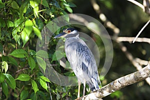 Nyctanassa violacea, Tortuguero national park