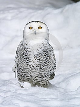 Nyctea scandiaca. Full-length photo of arctic owl. Vertical photo.
