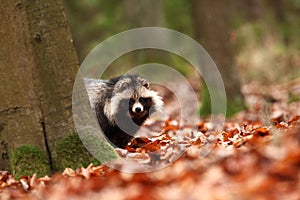 Nyctereutes procyonoides. Autumn colors in nature. Free nature.