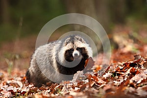 Nyctereutes procyonoides. Autumn colors in nature. Free nature.