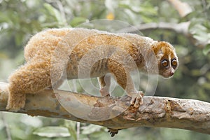Nycticebus borneoanus Nocturnal Primates