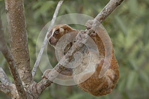 Nycticebus borneoanus in trees