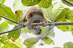 Nycticebus borneoanus in trees