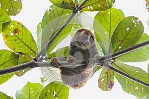 Nycticebus borneoanus in trees