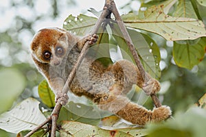 Nycticebus borneoanus in trees