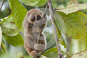 Nycticebus borneoanus in trees