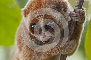 Nycticebus borneoanus in trees