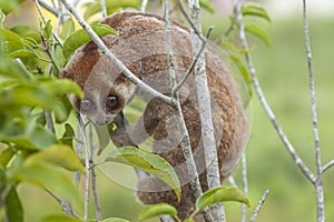 Nycticebus borneoanus in trees