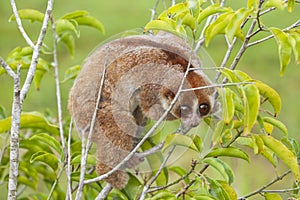 Nycticebus borneoanus in trees