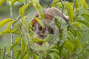 Nycticebus borneoanus in trees