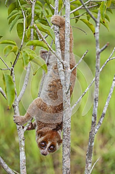 Nycticebus borneoanus in trees