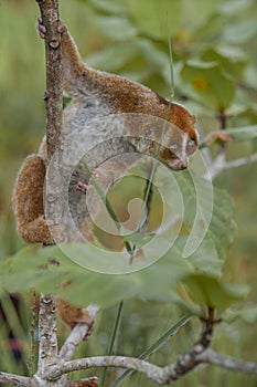 Nycticebus borneoanus in trees