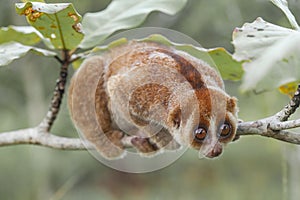 Nycticebus borneoanus in trees