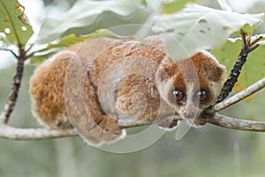 Nycticebus borneoanus in trees