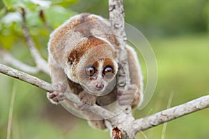 Nycticebus borneoanus in trees