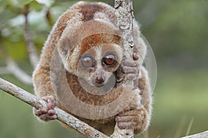 Nycticebus borneoanus in trees