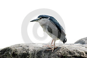 Nycticorax nycticorax