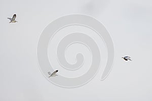 (Nycticorax nycticorax) in flight in the sky