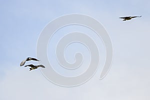 (Nycticorax nycticorax) in flight in the sky