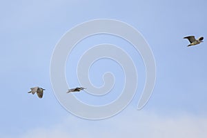 (Nycticorax nycticorax) in flight in the sky