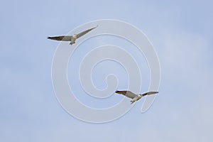 (Nycticorax nycticorax) in flight in the sky