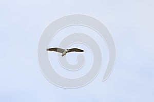 (Nycticorax nycticorax) in flight in the sky