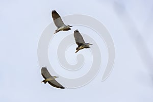 (Nycticorax nycticorax) in flight in the sky