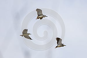 (Nycticorax nycticorax) in flight in the sky