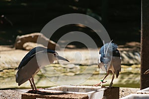 Nycticorax nycticorax. Huairavo or Common Martinete