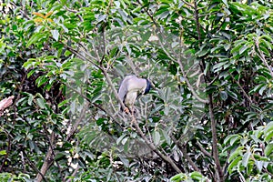 Nycticorax nycticorax resting on a tree in habitat