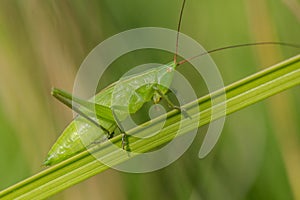 Nymf of Large Conehead Ruspolia nitidula in Czech reublic