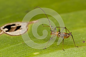 Nymph Assassin Bug