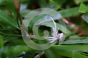 The nymph of the broad winged wax cicada