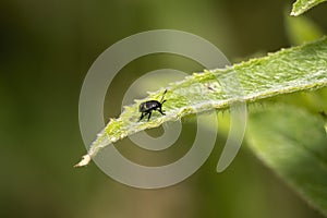 Nymph of common green shield bug Palomena prasina
