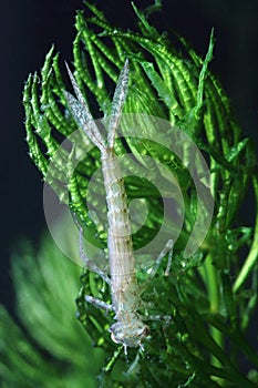 Nymph of dragonfly on water plant