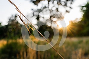 A nymph of european mantis Mantis religiosa on a grass in a natural habitat. A nymph of a mantis, male animal. Golden hour