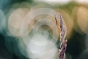 A nymph of european mantis Mantis religiosa on a grass in a natural habitat. A nymph of a mantis, male animal. Golden hour