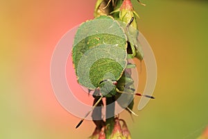 Nymph of Green shield bug Palomena prasina