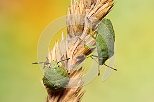 Nymph of Green shield bug Palomena prasina photo
