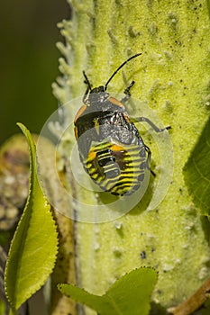 Nymph of a green stink bug in Vernon, Connecticut