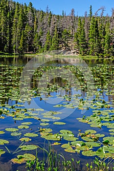 Nymph Lake, Colorado