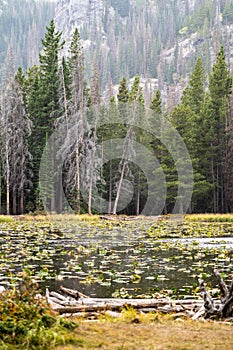 Nymph Lake in Rocky Mountain National Park during fall. Lilypads on the lake on misty day