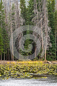 Nymph Lake in Rocky Mountain National Park during fall. Lilypads on the lake on misty day