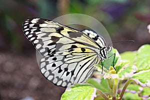 Nymph Longwing Butterfly