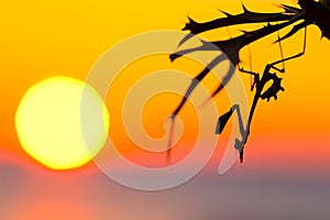 Nymph of Mantis Empusa fasciata in Croatia at sunset