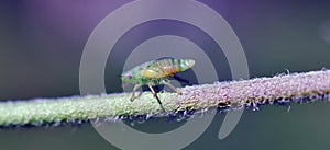 Nymph of meadow spittlebug Philaenus spumarius, Spittlebug comes out of the foam